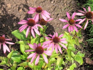 garden-flower